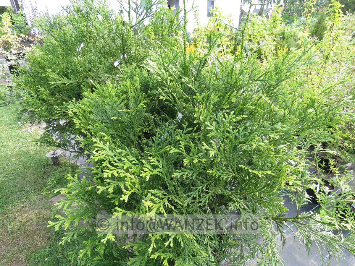 Thujopsis dolabrata 04.JPG